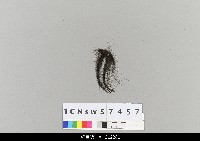 藏品(中國湖北皮影戲殘件-鬍子)的圖片